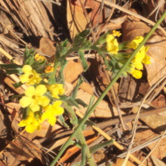 Lithospermum cobrense