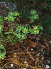 Euphorbia falcata