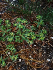 Euphorbia falcata