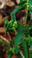 Euphorbia falcata