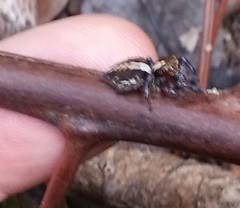 Orientattus hongkong