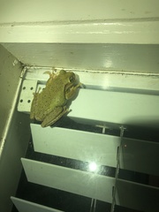 Osteopilus septentrionalis