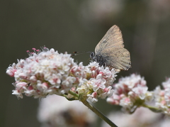 Satyrium