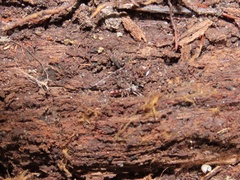 Stigmatomma pallipes