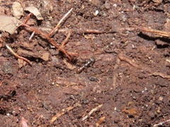 Stigmatomma pallipes