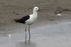 Recurvirostra andina