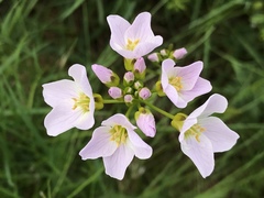 Cardamine polemonioides