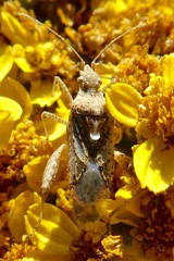 Harmostes angustatus