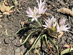 Allium crenulatum