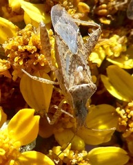 Harmostes angustatus