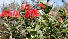 Banksia coccinea