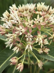 Asclepias hallii