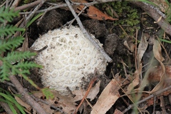 Amanita ananiceps