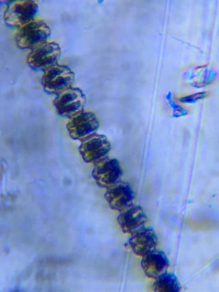 Desmidium graciliceps