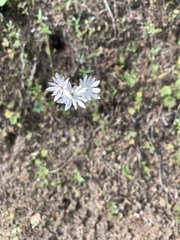 Lithophragma parviflorum parviflorum