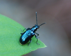 Lema concinnipennis
