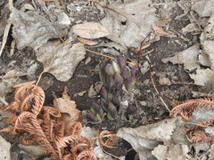 Mertensia virginica