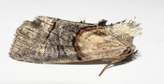 Abrostola ovalis