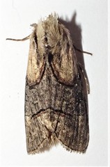 Abrostola ovalis