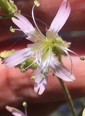 Silene verecunda