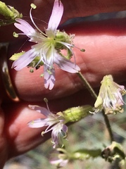 Silene verecunda