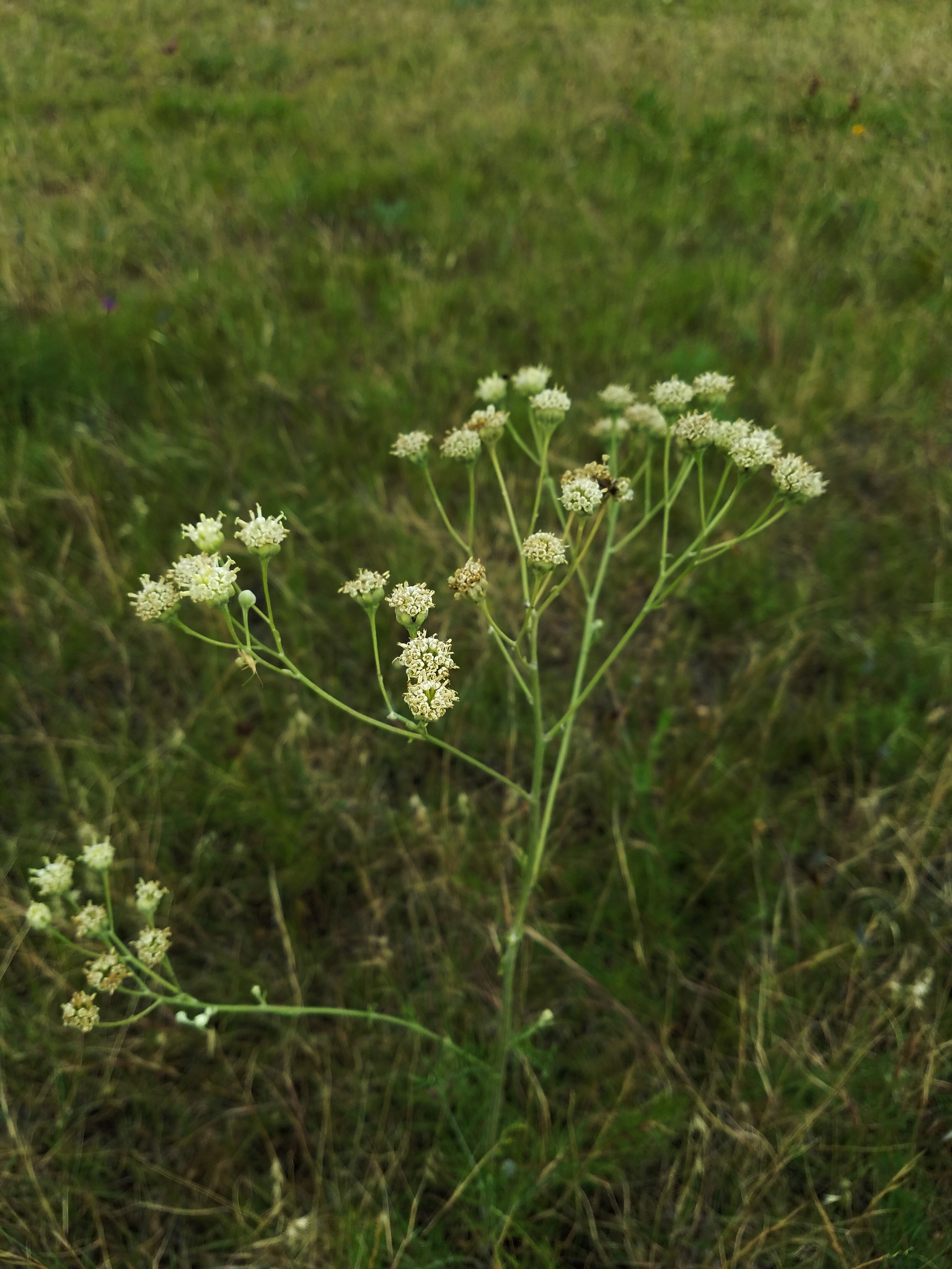 Hymenopappus tenuifolius