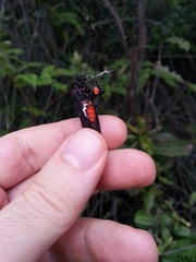 Huechys sanguinea