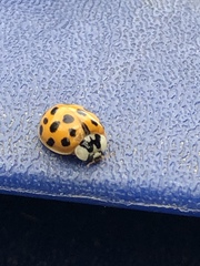 Harmonia axyridis