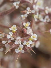 Chorizanthe spinosa