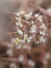 Chorizanthe spinosa