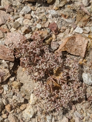 Chorizanthe spinosa