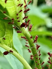 Uroleucon nigrotuberculatum