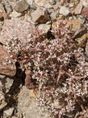 Chorizanthe spinosa
