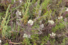 Chloropyron maritimum