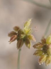 Eriogonum reniforme
