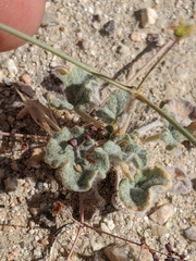 Eriogonum reniforme