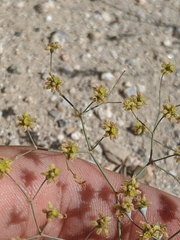 Eriogonum reniforme