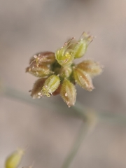 Eriogonum reniforme