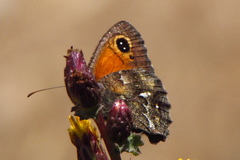 Auca coctei nycteropus