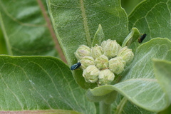 Graphocephala lugubris