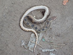 Pituophis deppei