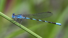 Argia leonorae