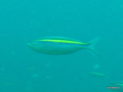 Caesio xanthalytos