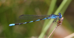 Argia leonorae