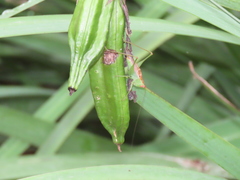 Orchelimum silvaticum