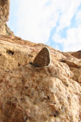 Leptotes trigemmatus