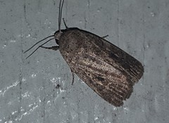 Athetis reclusa