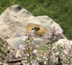 Sympetrum semicinctum