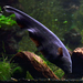 Black Ghost Knifefish - Photo Vassil, no known copyright restrictions (public domain)