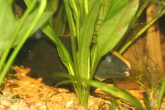 Black Ghost photo 3